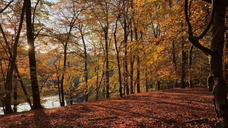 Blogbeitrag-Monatsrückblick-Oktober-2022