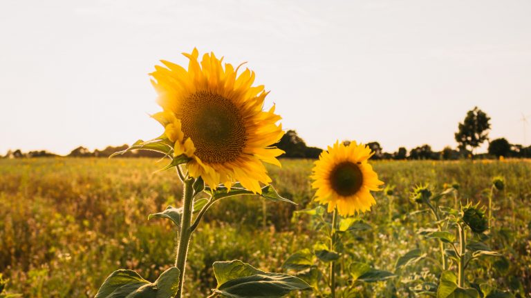 12 von 12 im Mai 2023 – Let the sunshine in