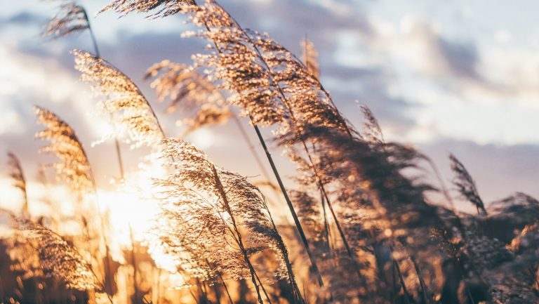 Vata, Pitta, Kapha – die drei Doshas im Ayurveda