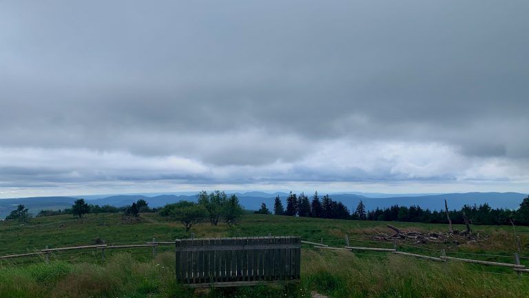 12 von 12 im Juli 2024 – Natur, Kurse und Tarot