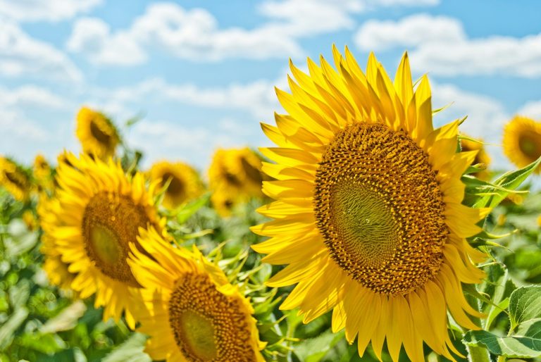Ayurveda Tipps für den Sommer für Leichtigkeit und Kühlung